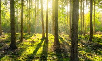 Eco Friendly Options