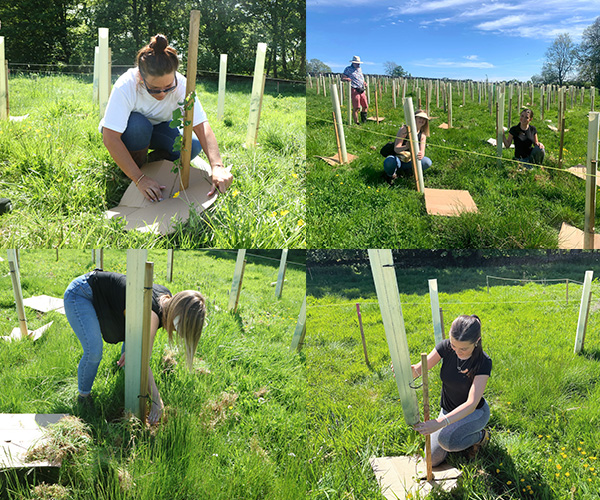 Make it wild planting tree